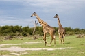 Manyara giraf01